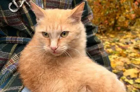 Найдена кошка, Санкт-Петербург, фото: Найдена кошка, ул. Правды, СПб