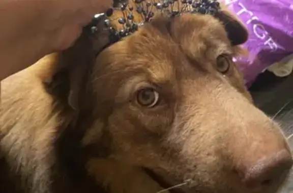 Собаки потеряшки, Сочи, фото: Потеряшка собака, Чайная ул., 7, Сочи