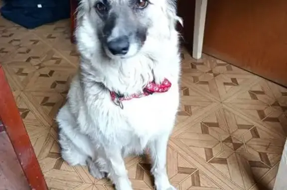 Найдена собака, Воронеж, фото: Собака найдена: ул. Димитрова, 134В