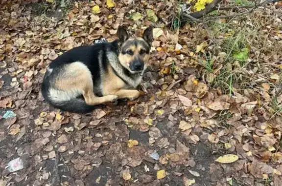 Объявления о пропавших и найденных животных, Людиново, фото: Найдена овчарка, ул. Карла Маркса, Людиново