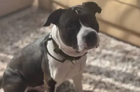 Собаки потеряшки, Шебекино, фото: Потеряшка собака Скай, Шебекино, Железнодорожная