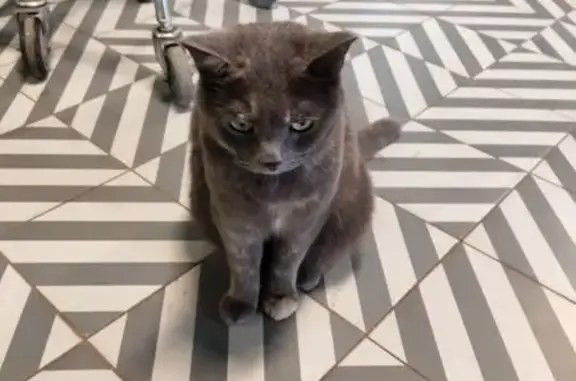 Найдена кошка, , фото: Кошка найдена в Пятерочке на Карла Маркса 43б