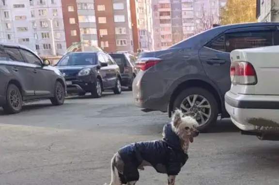 Найдена собака, Барнаул, фото: Барнаул: найдена собака в куртке и шлейке