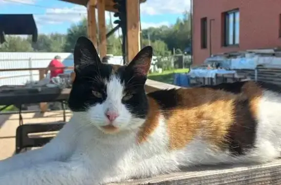 Пропала кошка, Лесной тупик, Мишнево