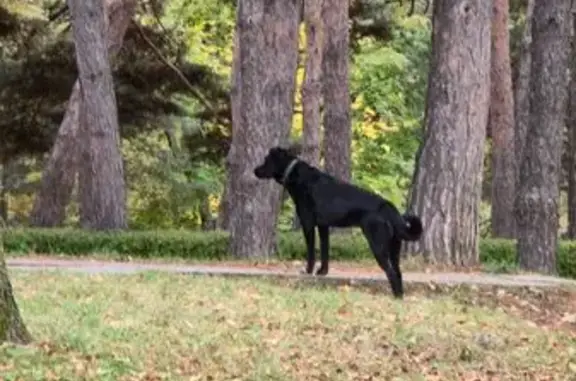 Найдена собака, Кисловодск, фото: Собака найдена на пр. Ленина, Кисловодск