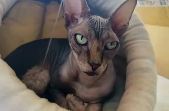 Пропала кошка, ул. Белгородского Полка 44