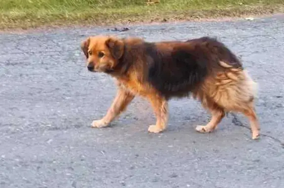 Найдена собака, Заводоуковск, фото: Собака найдена: ул. Надежды 6, Заводоуковск