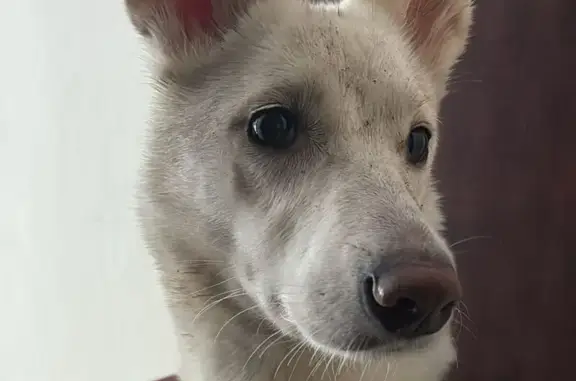 Собака найдена: ул. Волкова, 29, Москва