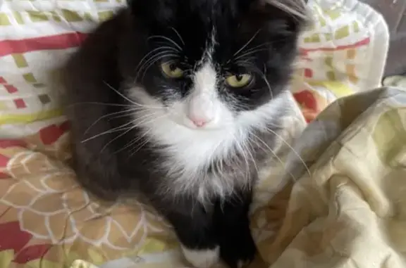 Найдена кошка, Ершов, фото: Кошка найдена, ул. Карла Маркса, Ершов