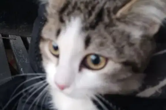 Найдена кошка, Нижневартовск, фото: Кошка найдена: Заводская 15, Нижневартовск