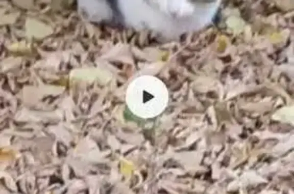 Найдена кошка, Чебоксары, фото: Кошка найдена на ул. Воробьёвых, Чебоксары