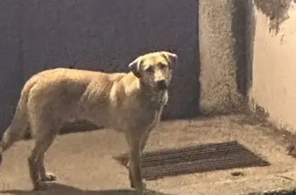 Найденные животные Петропавловск-Камчатский, фото: Собака найдена: Петропавловск-Камчатский