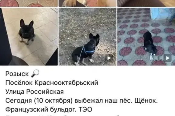 Пропала собака, ул. Российская, 37