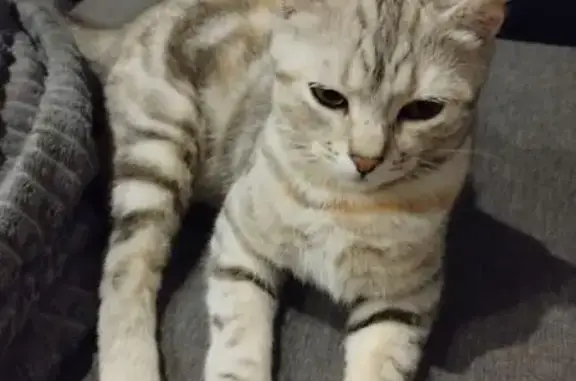 Кошки потеряшки, Ухта, фото: Потеряшка кошка, Советская 12А, Ухта