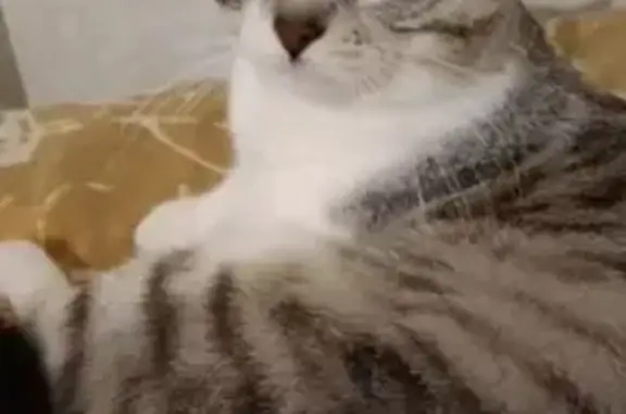 Пропала кошка, Измайловский бул., 5, Ростов-на-Дону