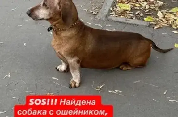 Найдена собака, Ульяновск, фото: Собака найдена: Ленинского Комсомола, 37