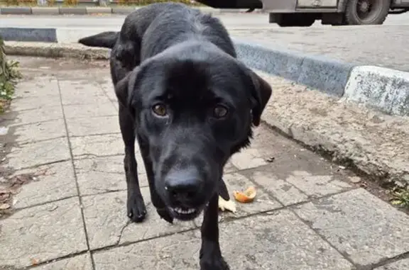 Собака найдена: ул. Мира, 18/11, Алексин