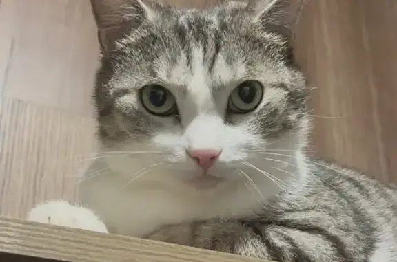 Пропала кошка, ул. Суворова, 12, Ленинск-К.