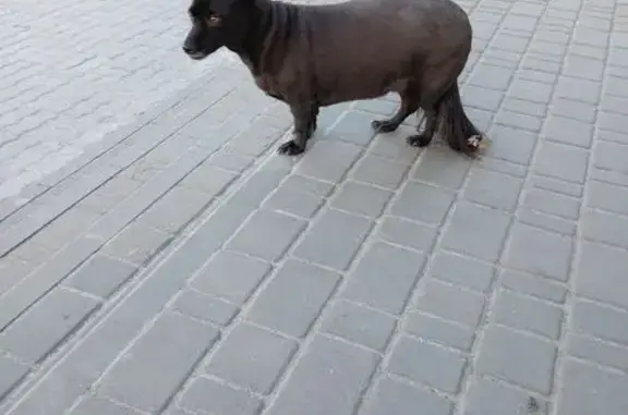 Собака найдена: ул. 8-й Воздушной Армии