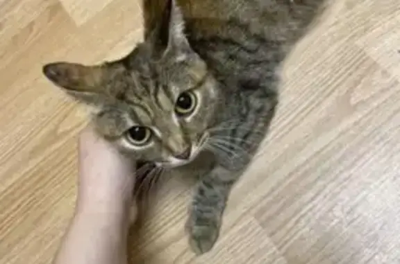 Найдена кошка, Рязань, фото: Кошка найдена: Весенняя ул., 9, Рязань