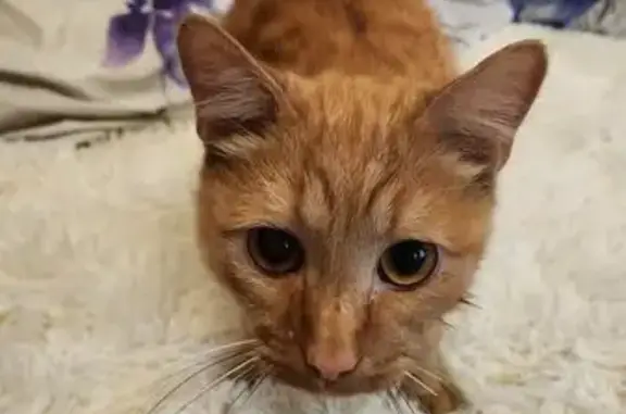 Найденные животные Владивосток, фото: Кот найден: Щитовая ул., Владивосток