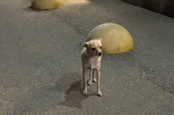 Найдена собака, Кемеровская область, фото: Собака у Пятерочки, 50-летия Октября, Мариинск