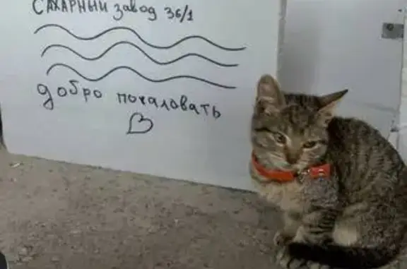 Кошки потеряшки, Тимашевск, фото: Потеряшка кошка, Казачья ул., 2, Тимашёвск
