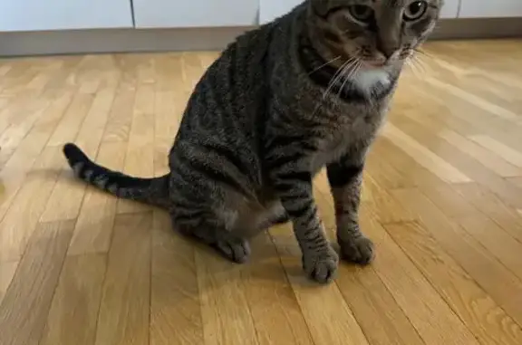 Найдена кошка, Лисий Нос, фото: Кошка найдена, Лисий Нос, Новоцентральная