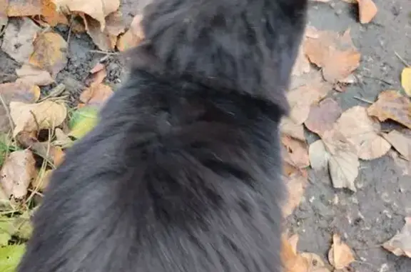 Кошка найдена на Олимпийской аллее, Пенза