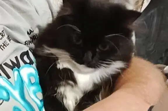 Пропала кошка, Алёнская ул., Сосновый Бор