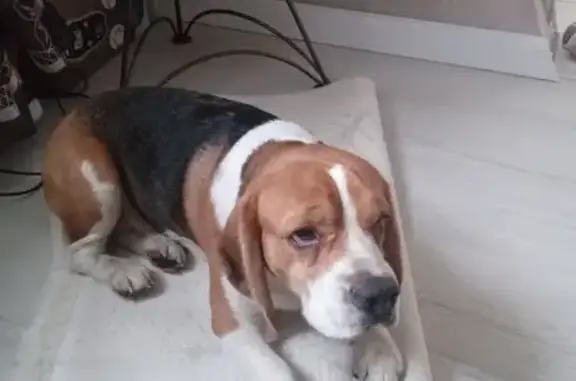 Найдена собака, Кашира, фото: Бигль найден в электричке 46К-5120, МО