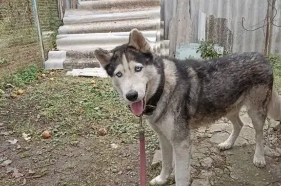 Найдена собака, Краснодарский край, фото: Собака найдена на М4, пос. Индустриальный