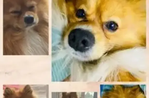 Шпиц пропал, ул. Р. Люксембург 295/2, Иркутск