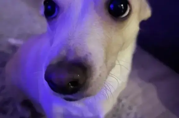 Пропала собака, Линейная ул., Лиски