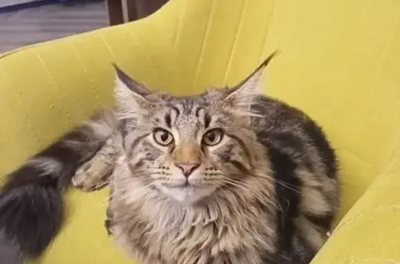 Пропала кошка в районе Пражская, Мокино