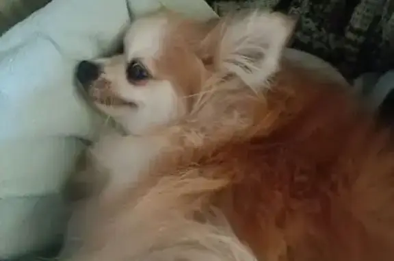 Найдена собака, Белгородская область, фото: Найдена собака в Дубовом, Белгородская обл.