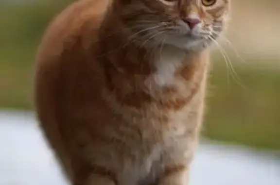 Кошки потеряшки, Свердловская область, фото: Потеряшка рыжая кошка, Белоярский