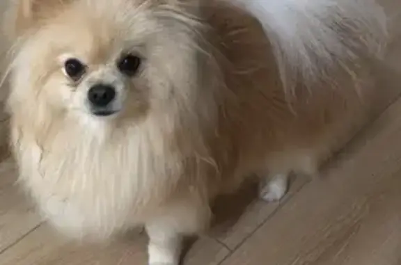 Пропала собака, ул. Нажимеденов, 2, Астана