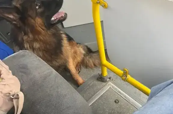 Найдена собака, , фото: Собака найдена: Казань, Магазин Факел