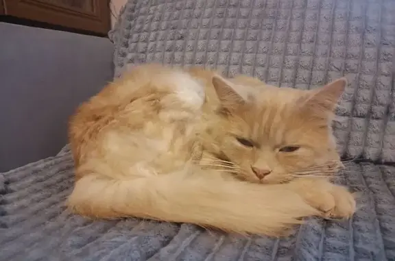 Найдена кошка, Сергиев Посад, фото: Кошка найдена у школы, ул. Куликова, СП