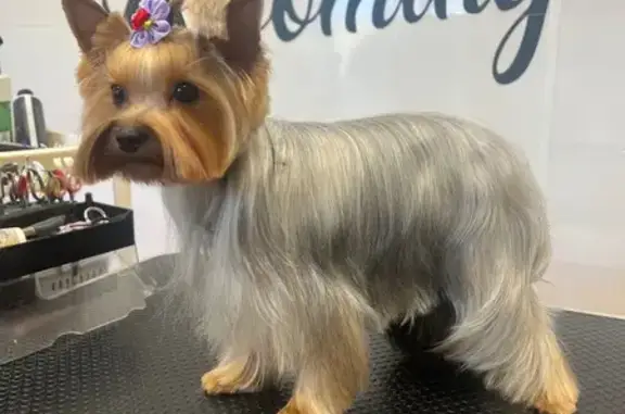 Собаки потеряшки, Северск, фото: Потеряшка собака на Калинина 9, Северск