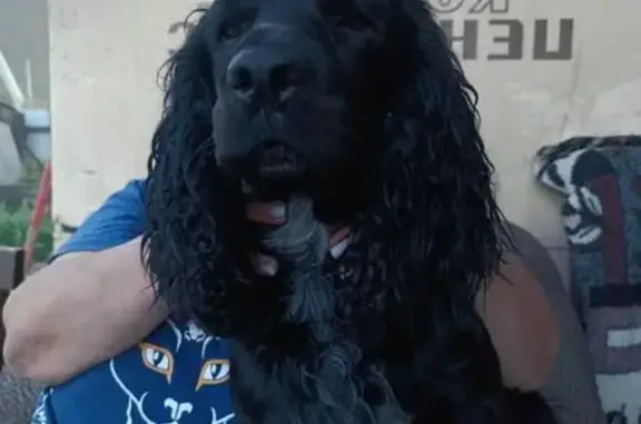 Пропала собака, Магистральная ул., Кызыл