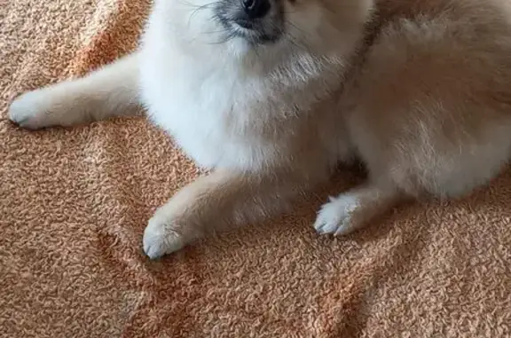 Собаки потеряшки, Омск, фото: Потеряшка собака, Омск, 8-я Чередовая ул.