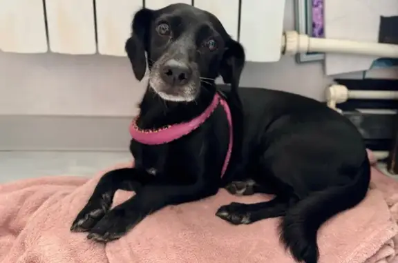 Найдена собака, Новороссийск, фото: Собака найдена: Волгоградская, 40, Новороссийск