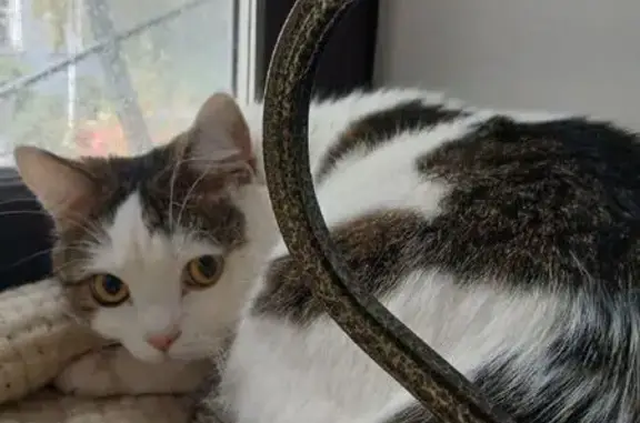 Пропала кошка, ул. Комсомольская, 41