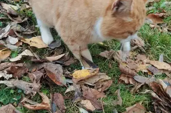 Кошка найдена на Школьной, 13Б, Подольск