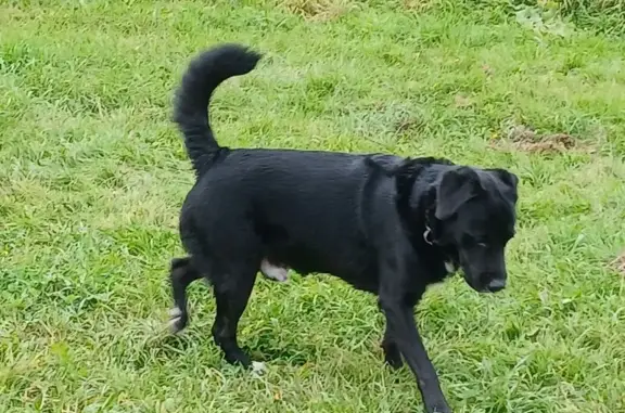 Найдена собака, Коломна, фото: Найдена собака, ул. Астахова, 11, Коломна