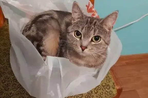 Пропала кошка, Никольское, Белгородская обл.