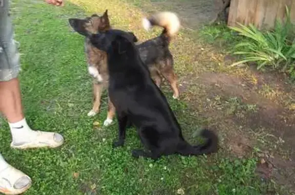 Найдена собака, Калужская область, фото: Найден котёнок, ул. Гагарина 37, Обнинск