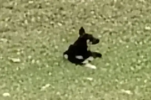 Собака на Мосфильмовской улице, Москва